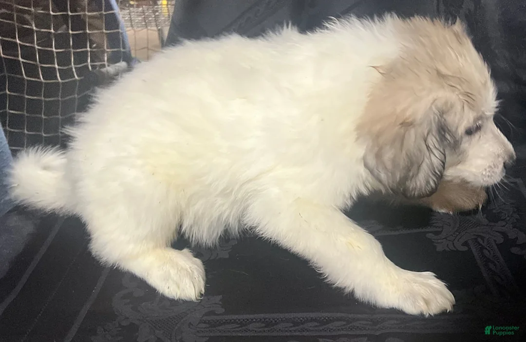Great Pyrenees dogs for sale: Ruthie - Ad 3