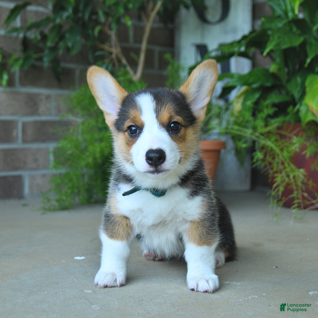 Welsh Corgi Pembroke dogs for sale: Kathy - Ad 4
