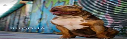 Mixed Breed dogs for sale: Bruno - Ad 10
