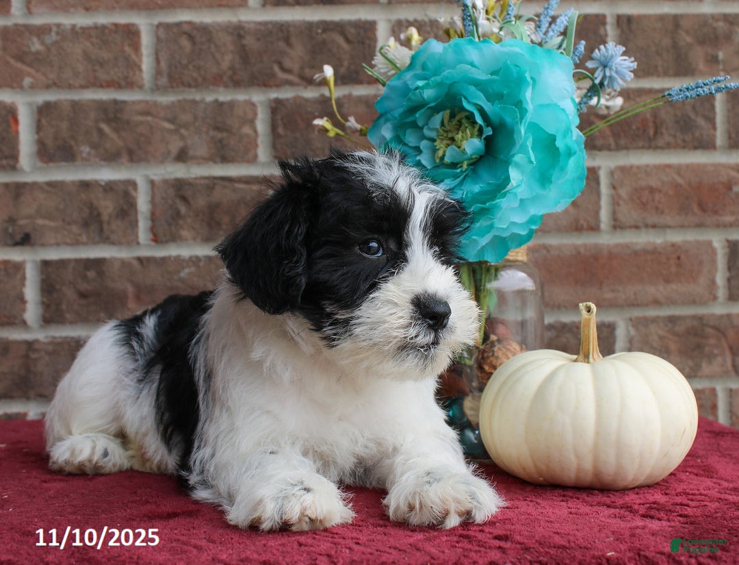 Miniature Schnauzer dogs for sale: Ollie - Ad 3