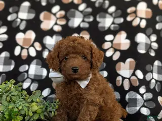 Toy Poodle dogs for sale: Shepley 9 lbs full grown - Ad 1