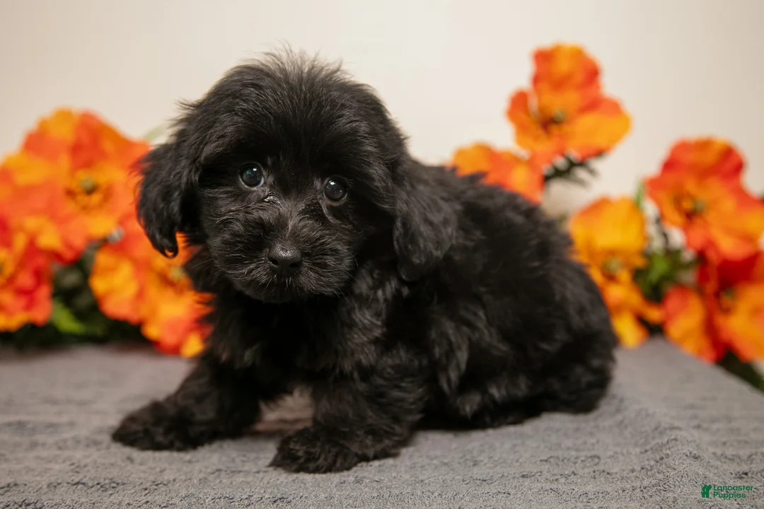 Yorkiepoo dogs for sale: Milo - Ad 3