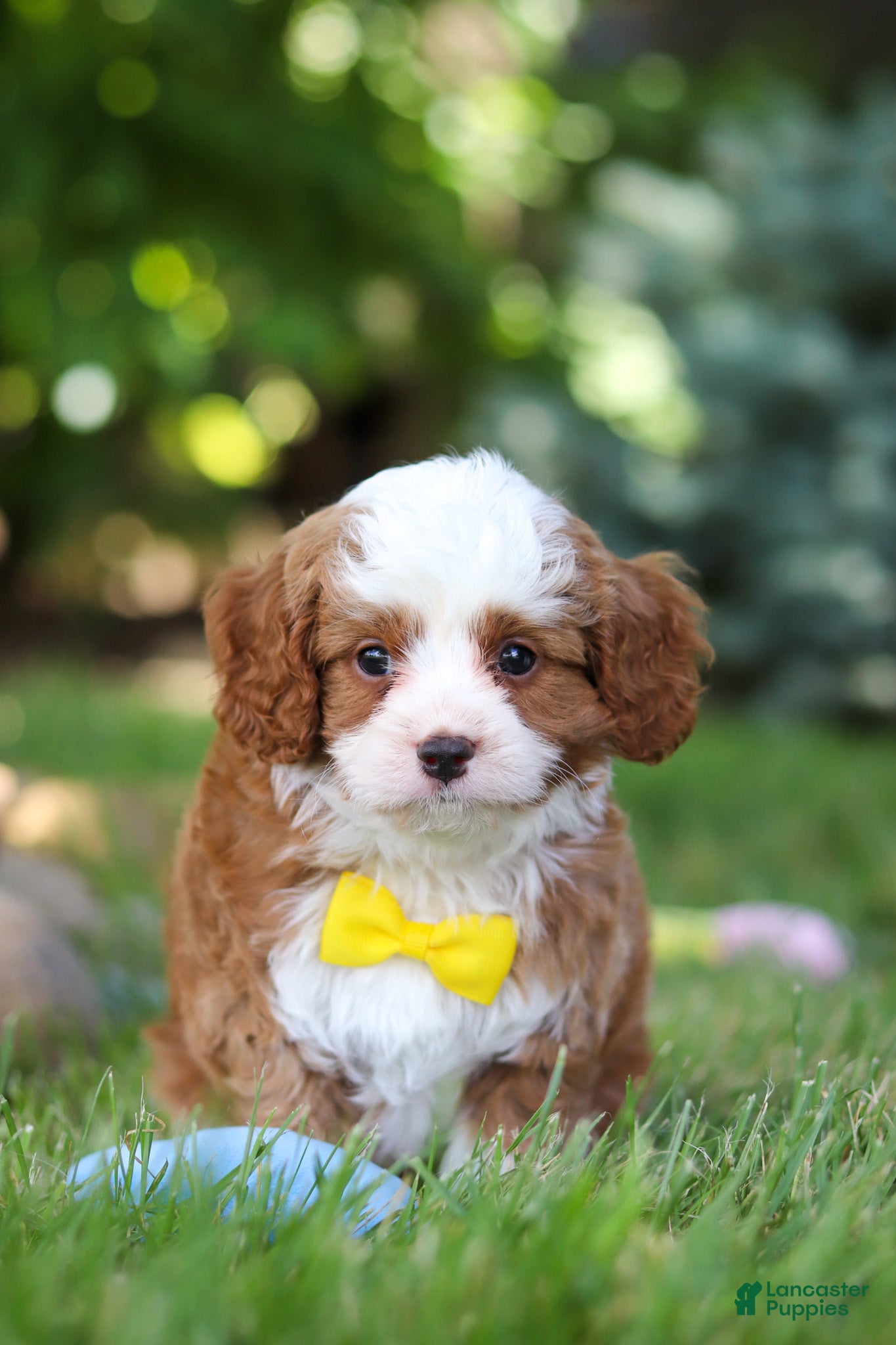 Cavapoo dogs Oliver - Ad 1