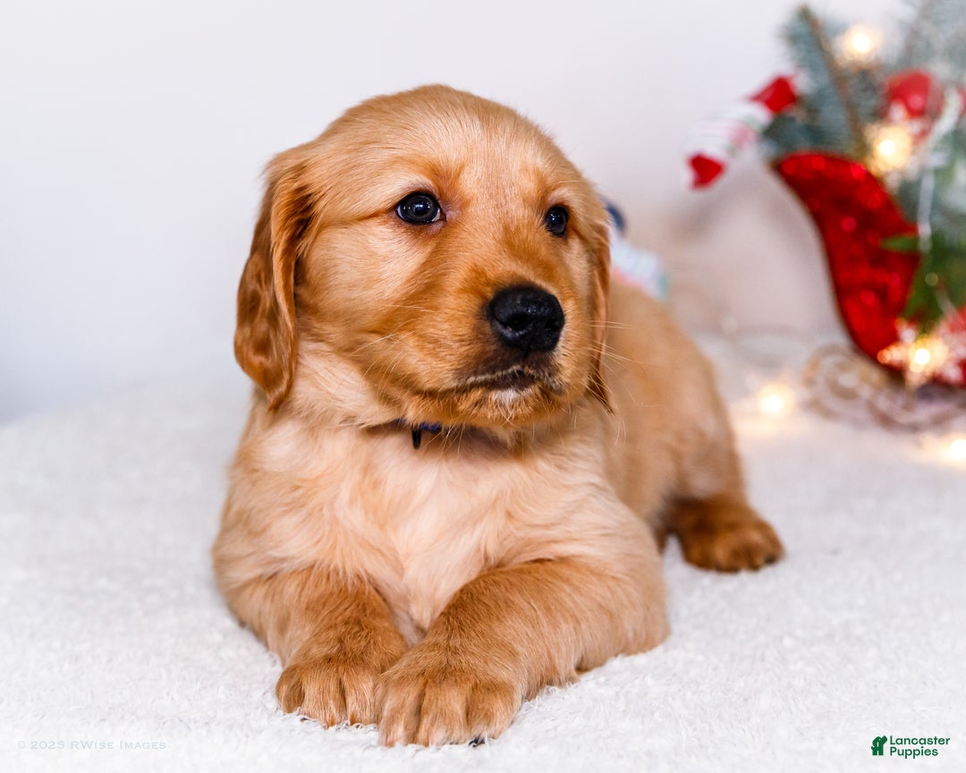 Golden Retriever dogs for sale: Abel - Ad 2