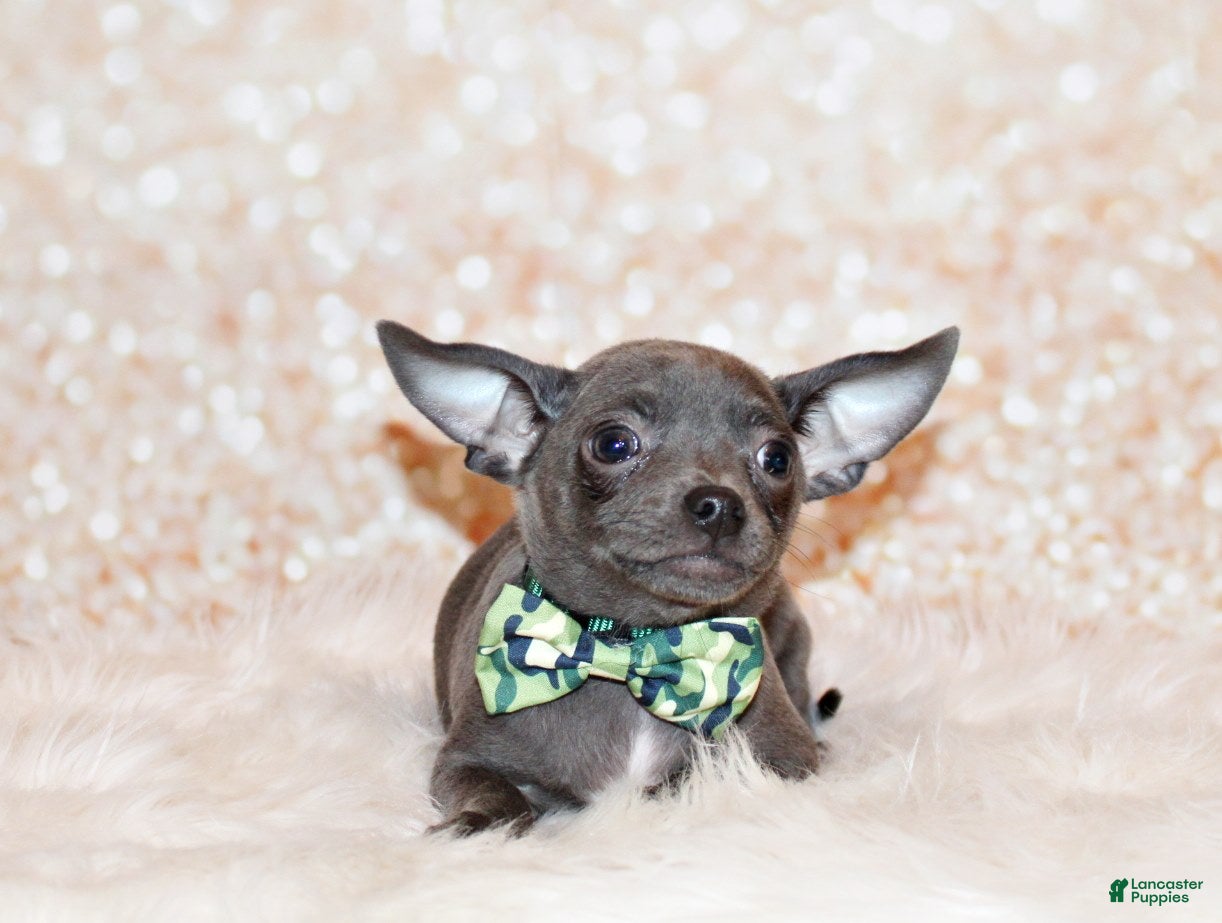 Chihuahua dogs Denver - Ad 1