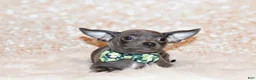 Chihuahua dogs for sale: Denver - Ad 2