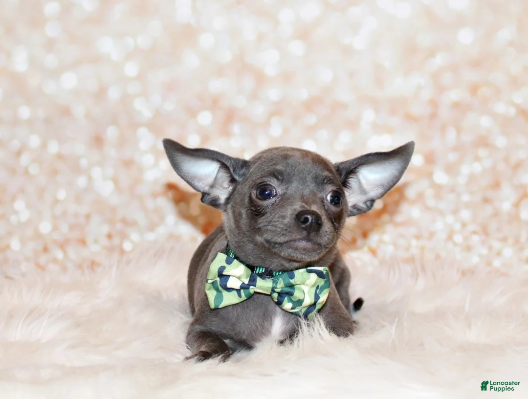 Chihuahua dogs for sale: Denver - Ad 2