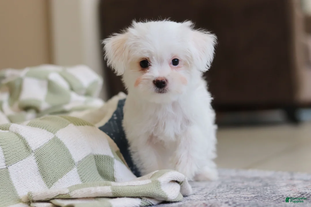 Morkie dogs for sale: Holly - Ad 9