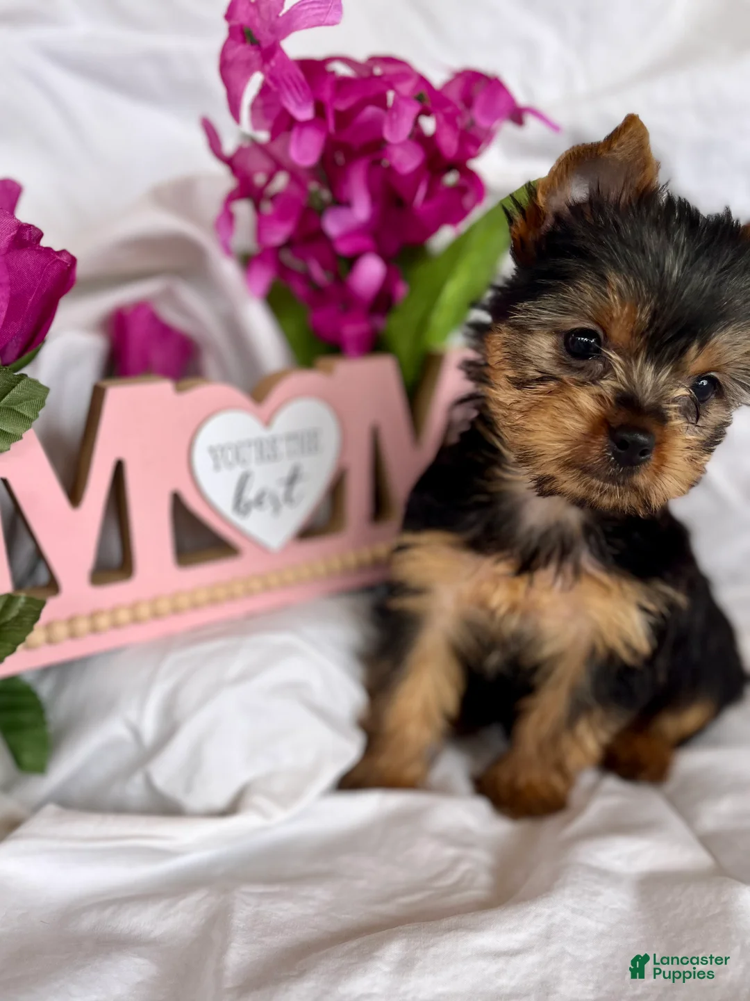 Yorkshire Terrier dogs for sale: Yorkshire Terrier Puppy 4 - Ad 1