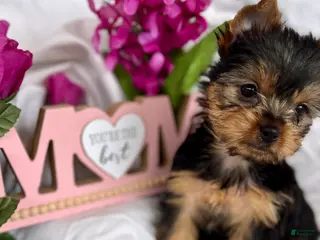 Yorkshire Terrier dogs for sale: Yorkshire Terrier Puppy 4 - Ad 4