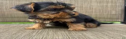 Yorkshire Terrier dogs for sale: Max - Ad 2