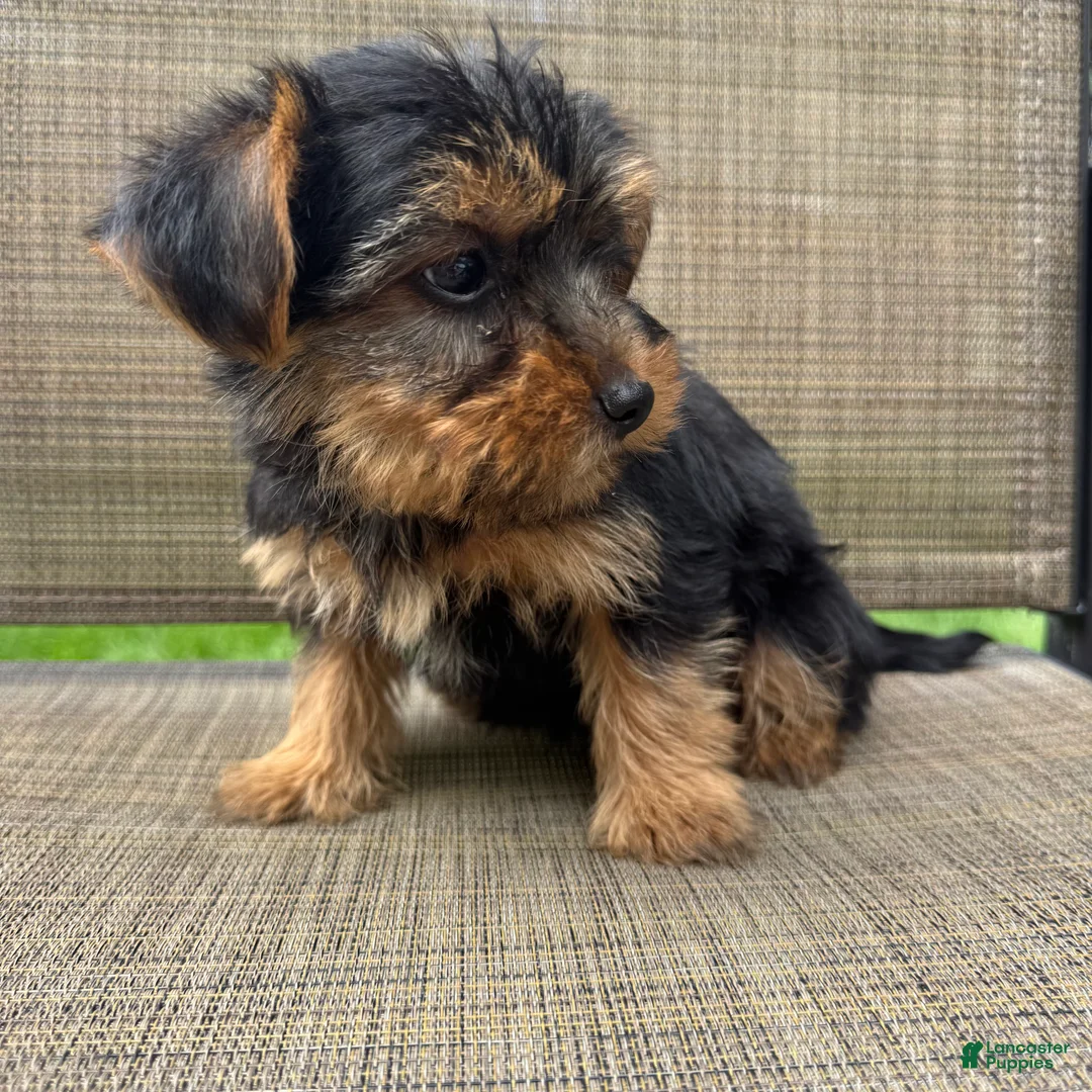 Yorkshire Terrier dogs for sale: Max - Ad 2