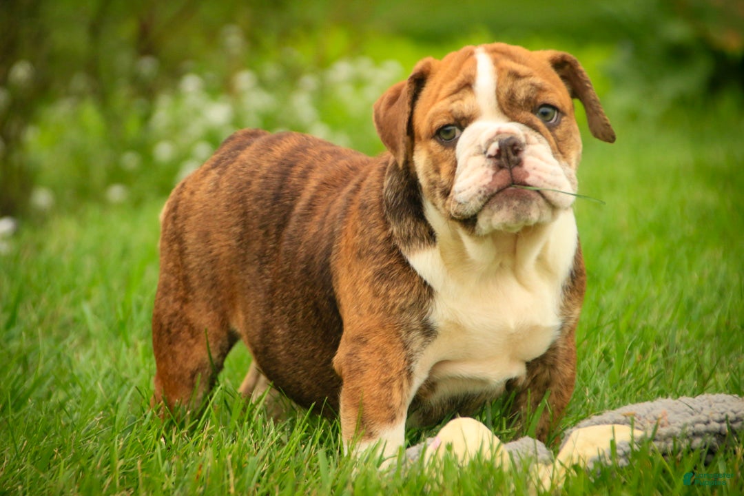 English Bulldog dogs Raelynn English Bulldog  - Ad 2