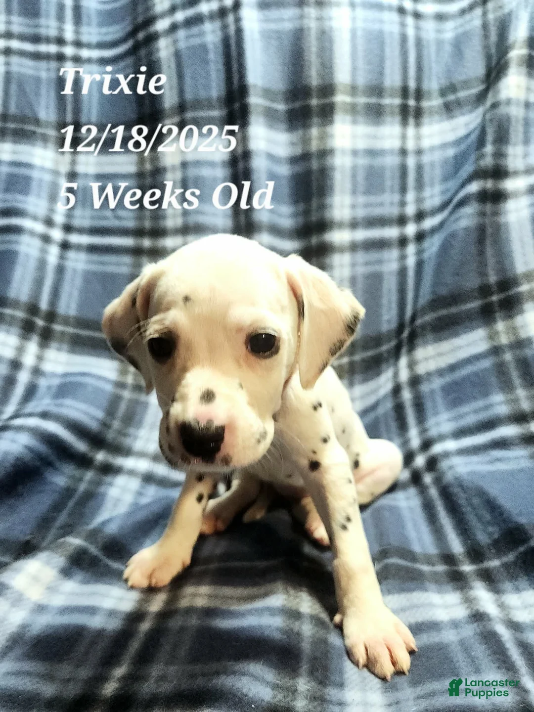 Dalmatian dogs for sale: Trixie - Ad 2