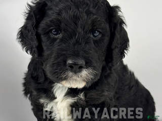 Goldendoodle dogs Bowser-F1 Standard - Ad 42