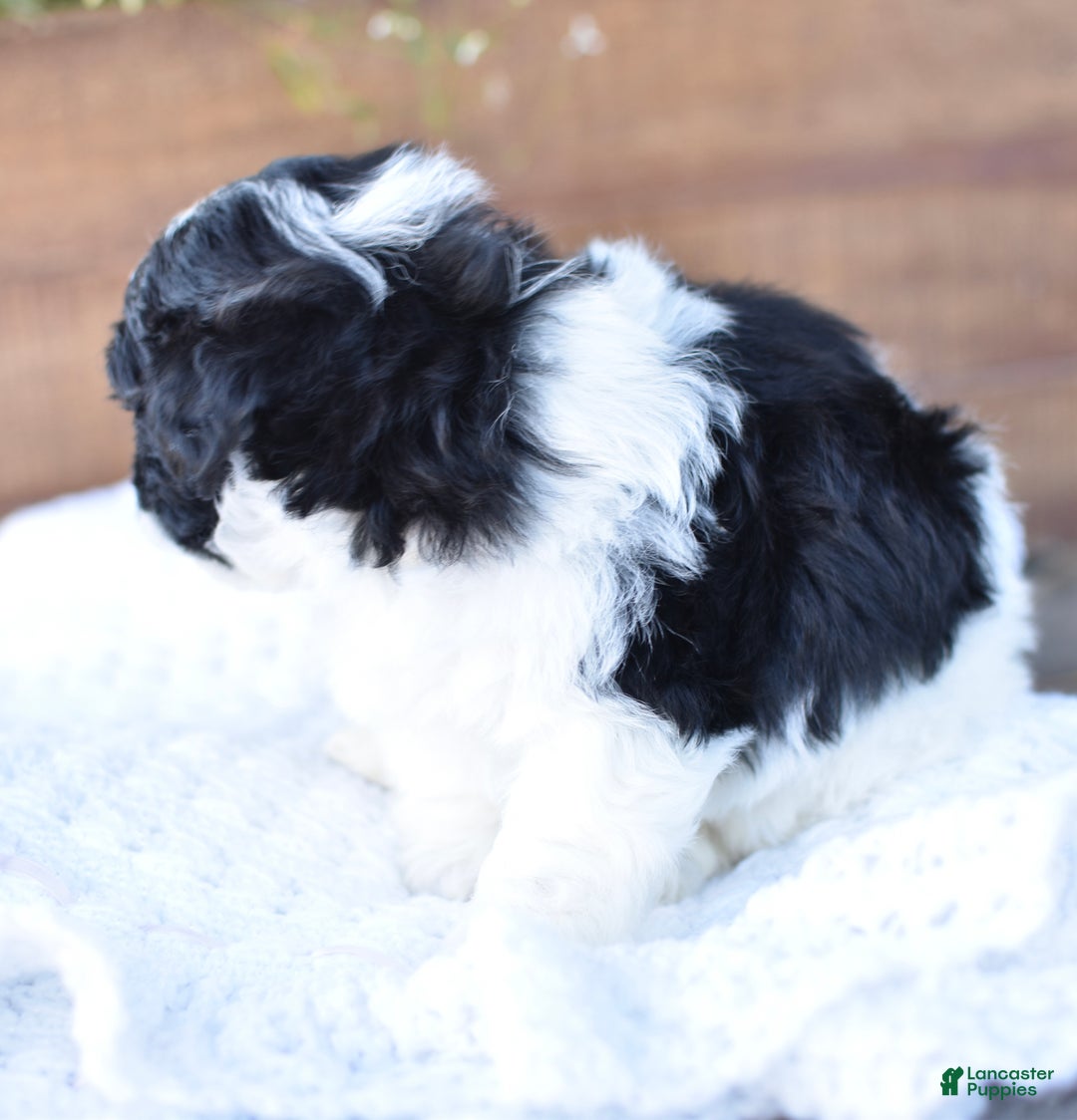 Mixed Breed dogs for sale: Oreo - Ad 2