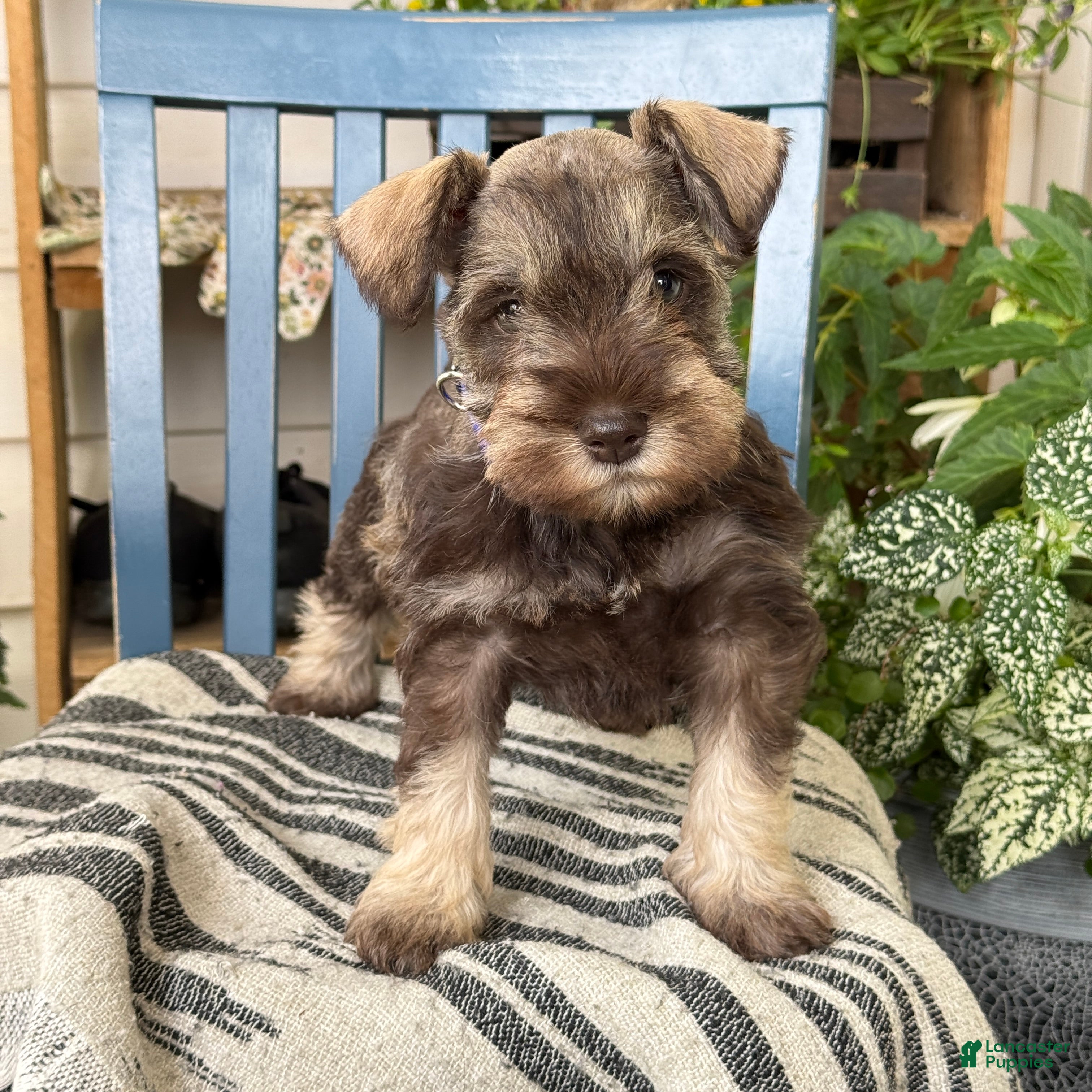Miniature Schnauzer dogs Winston - Ad 1