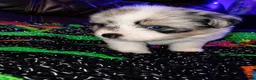 Mixed Breed dogs for sale: Liliah  - Ad 2