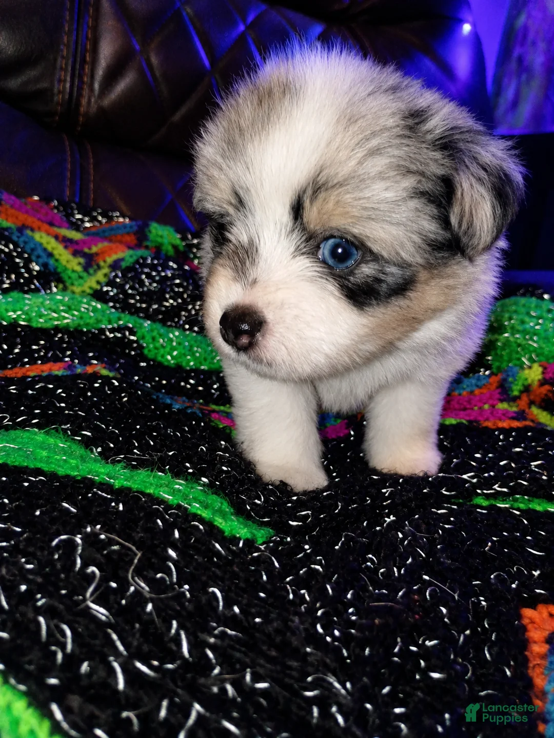 Mixed Breed dogs for sale: Liliah  - Ad 2