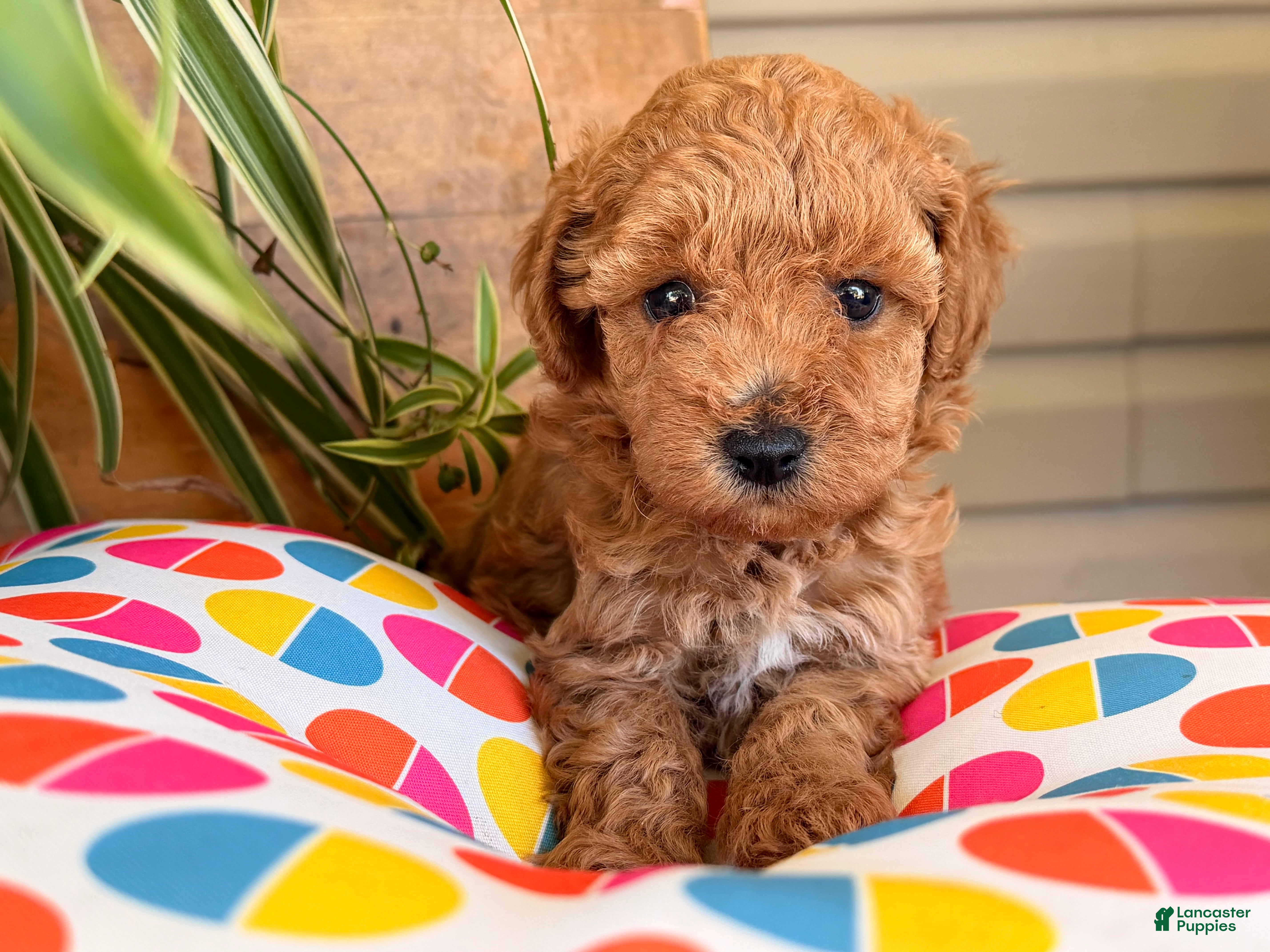 Toy Poodle dogs Max - Ad 2
