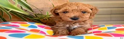 Toy Poodle dogs for sale: Max - Ad 2