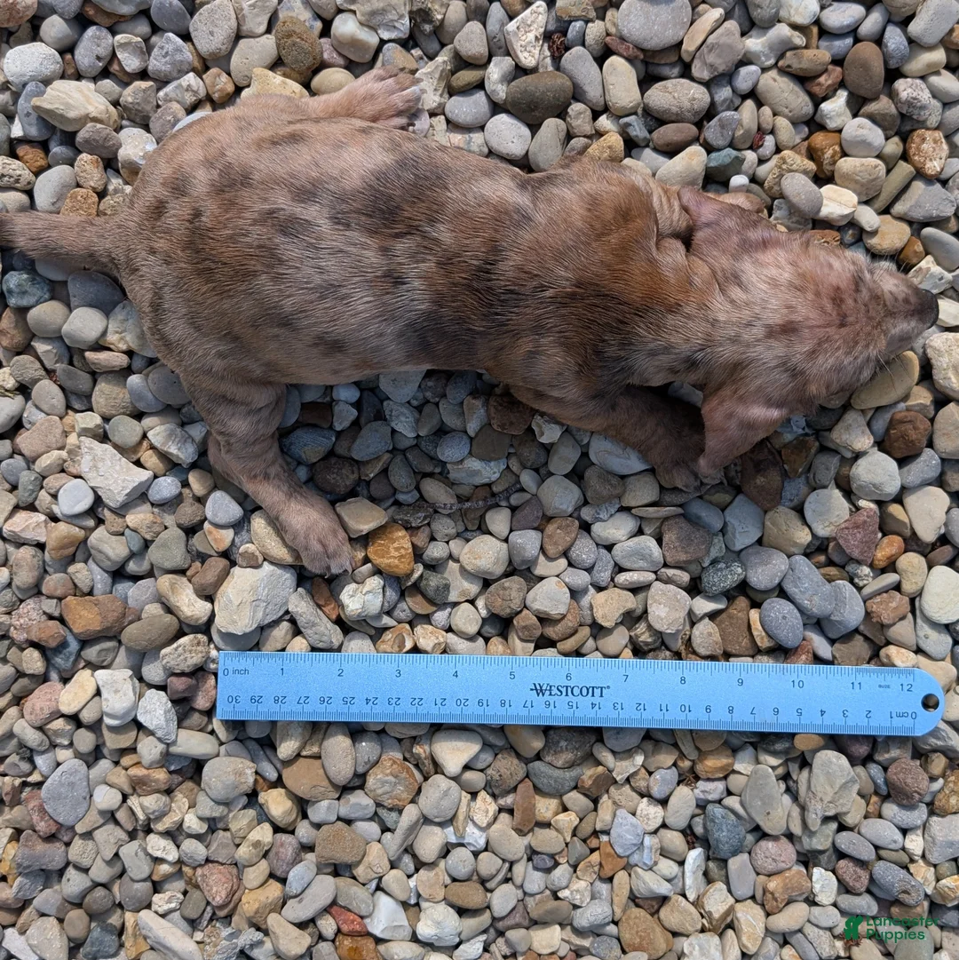 Miniature Dachshund dogs for sale: Elm - Ad 11