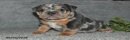 English Bulldog dogs for sale: Asher - Ad 2
