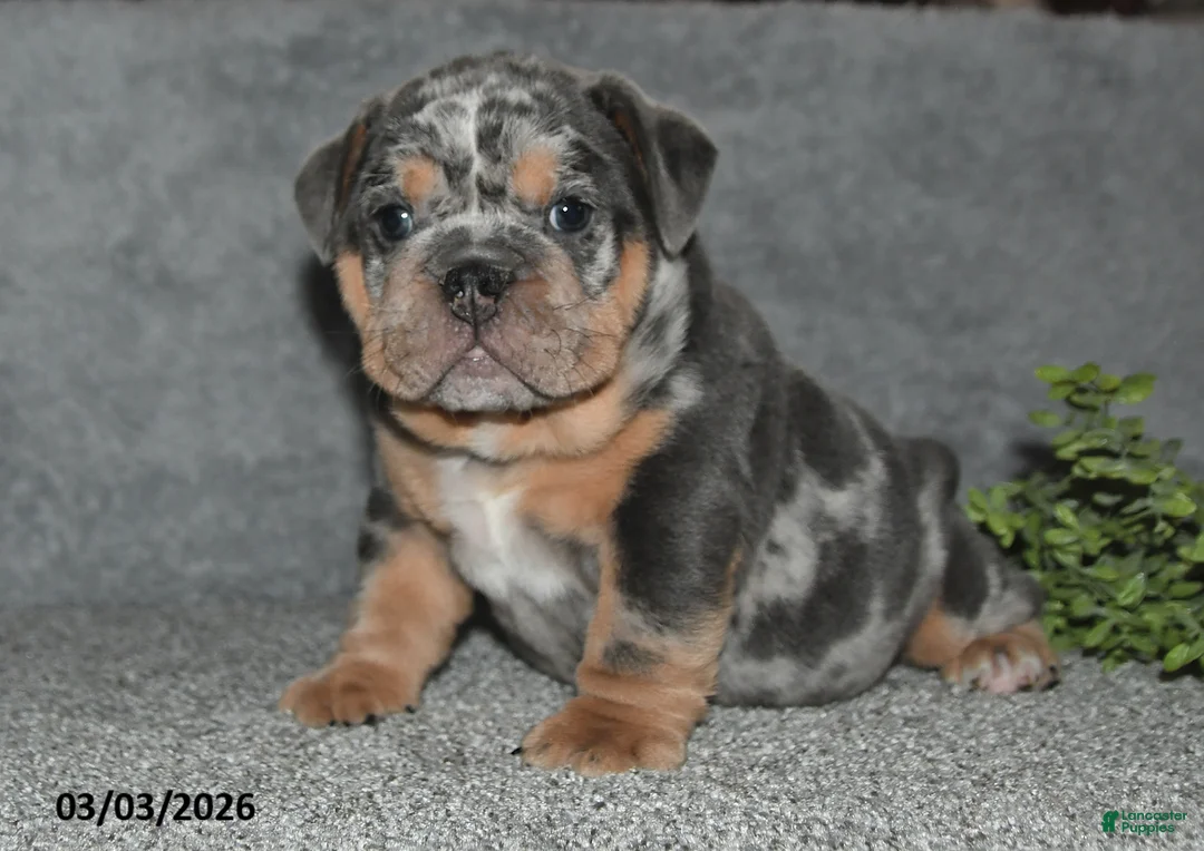 English Bulldog dogs for sale: Asher - Ad 2