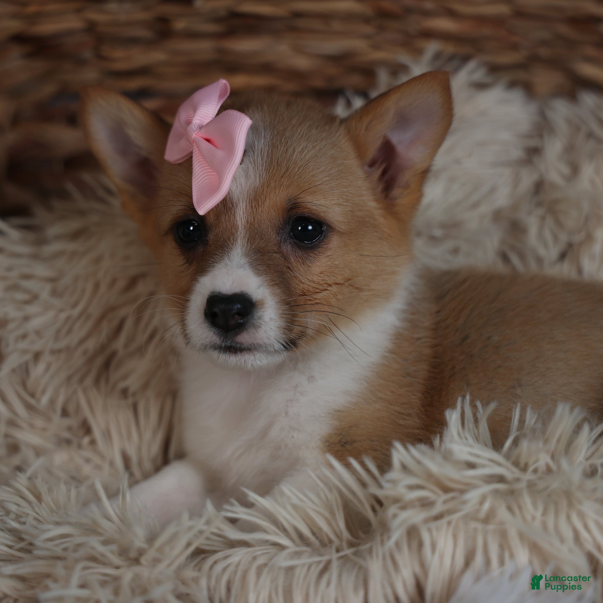 Welsh Corgi Pembroke dogs Demi - Ad 20