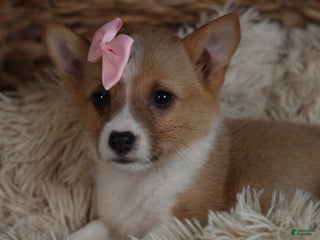 Welsh Corgi Pembroke dogs Demi - Ad 20