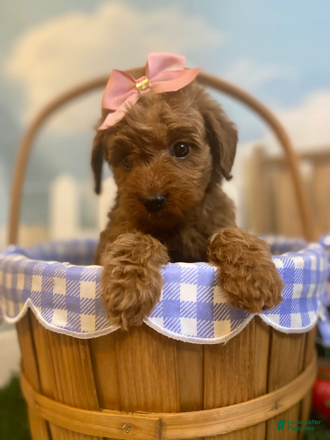 Mini Goldendoodle dogs for sale: Strawberry - Ad 1