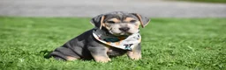 Beabull dogs for sale: Hank - Ad 1