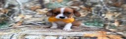Mixed Breed dogs for sale: Denver - Ad 3