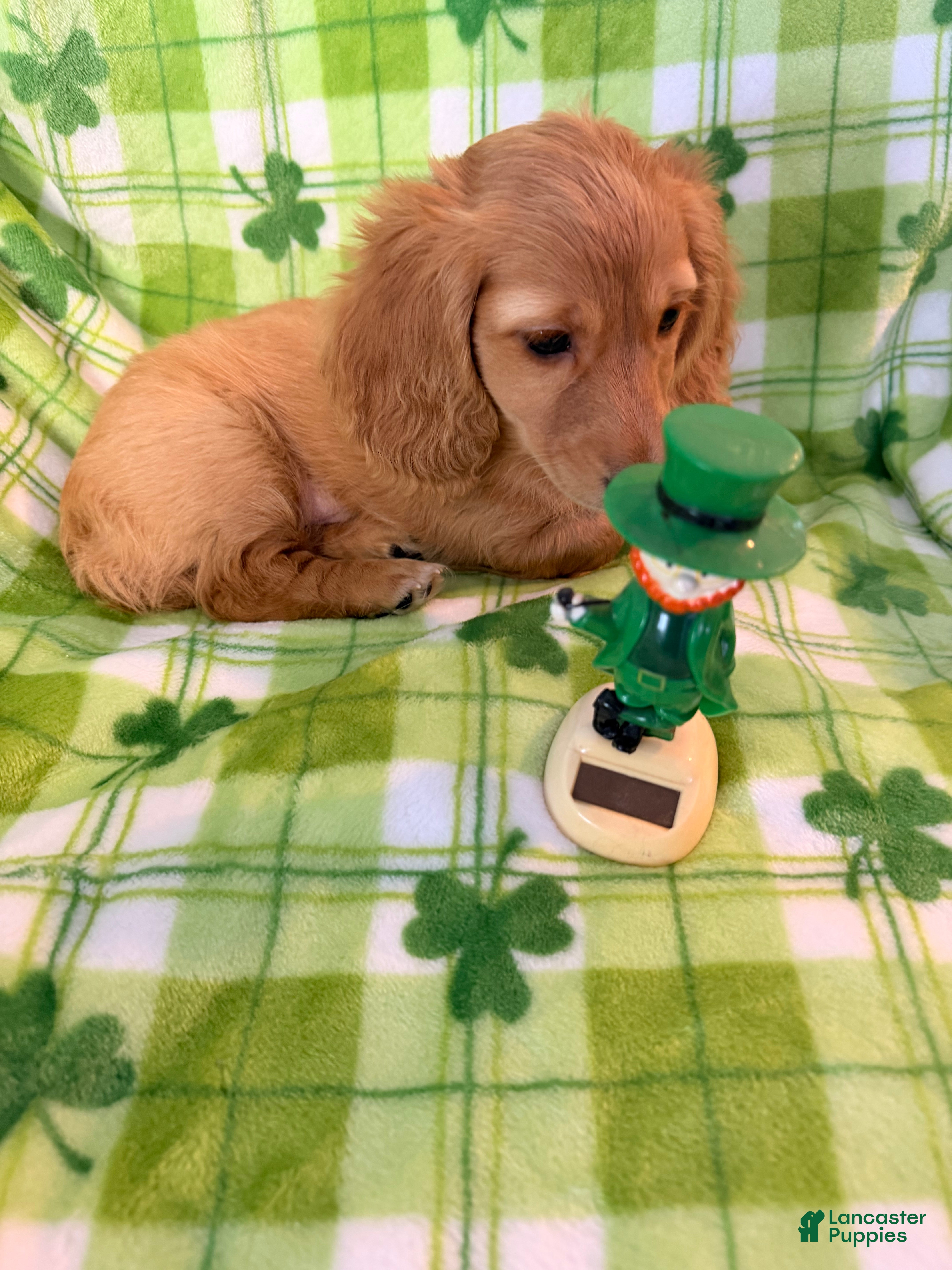 Dachshund dogs Dachshund Puppy 1 - Ad 42