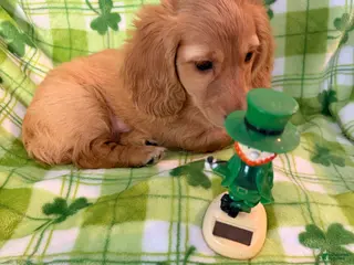 Dachshund dogs Dachshund Puppy 1 - Ad 42