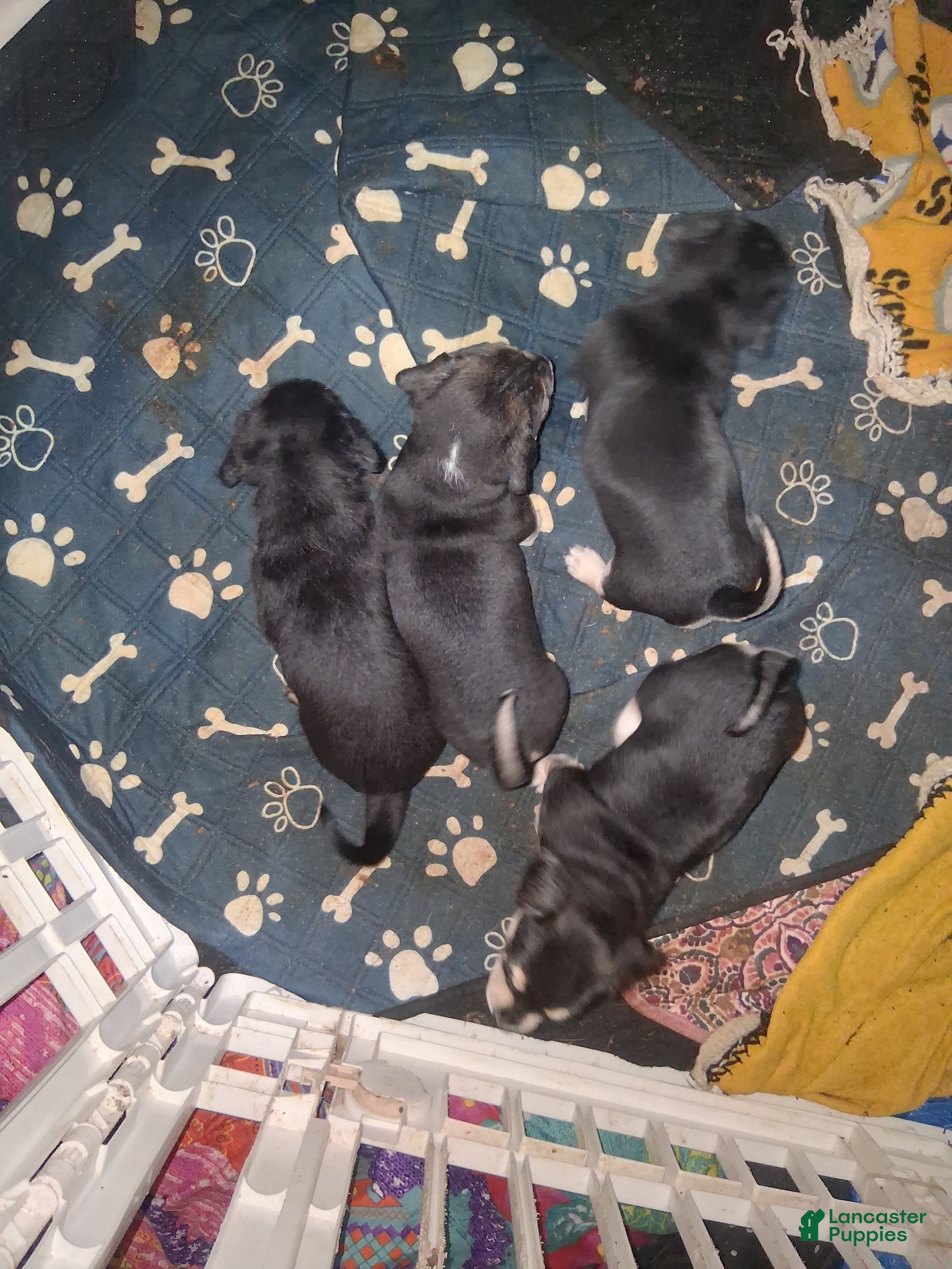 Mixed Breed dogs Mixed Breed Puppy 1 - Ad 3