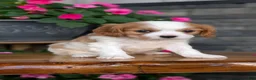 Cavalier King Charles Spaniel dogs for sale: Lyla - Ad 4