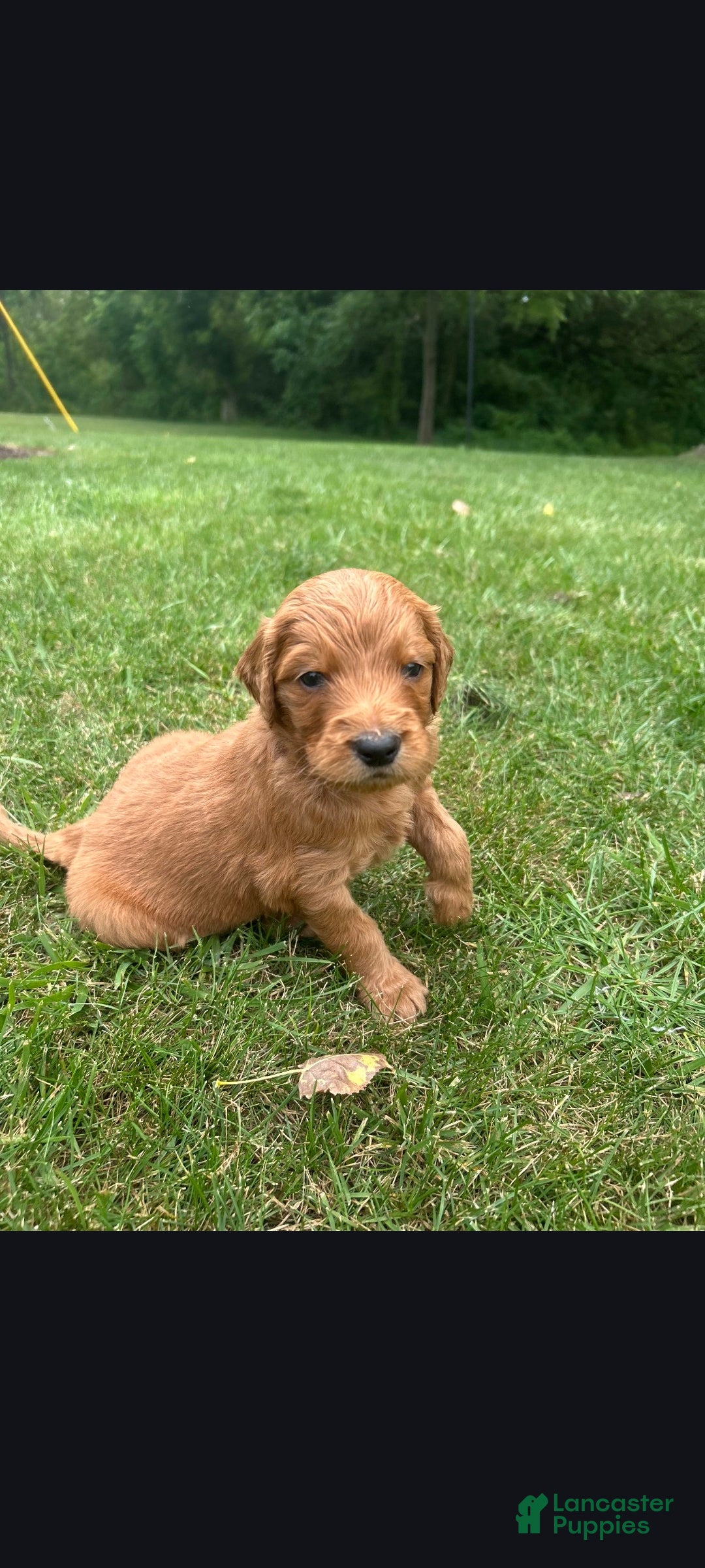 Goldendoodle dogs Andy - Ad 8