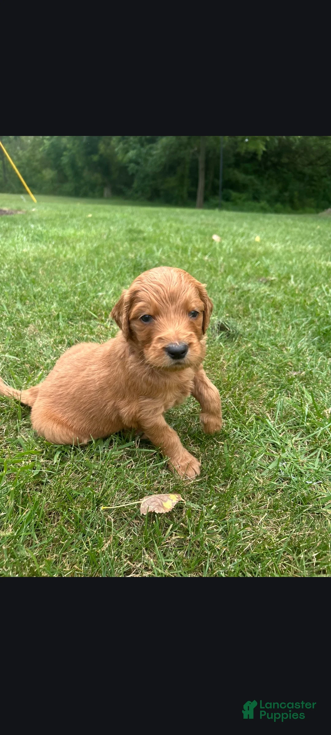 Goldendoodle dogs for sale: Andy - Ad 1