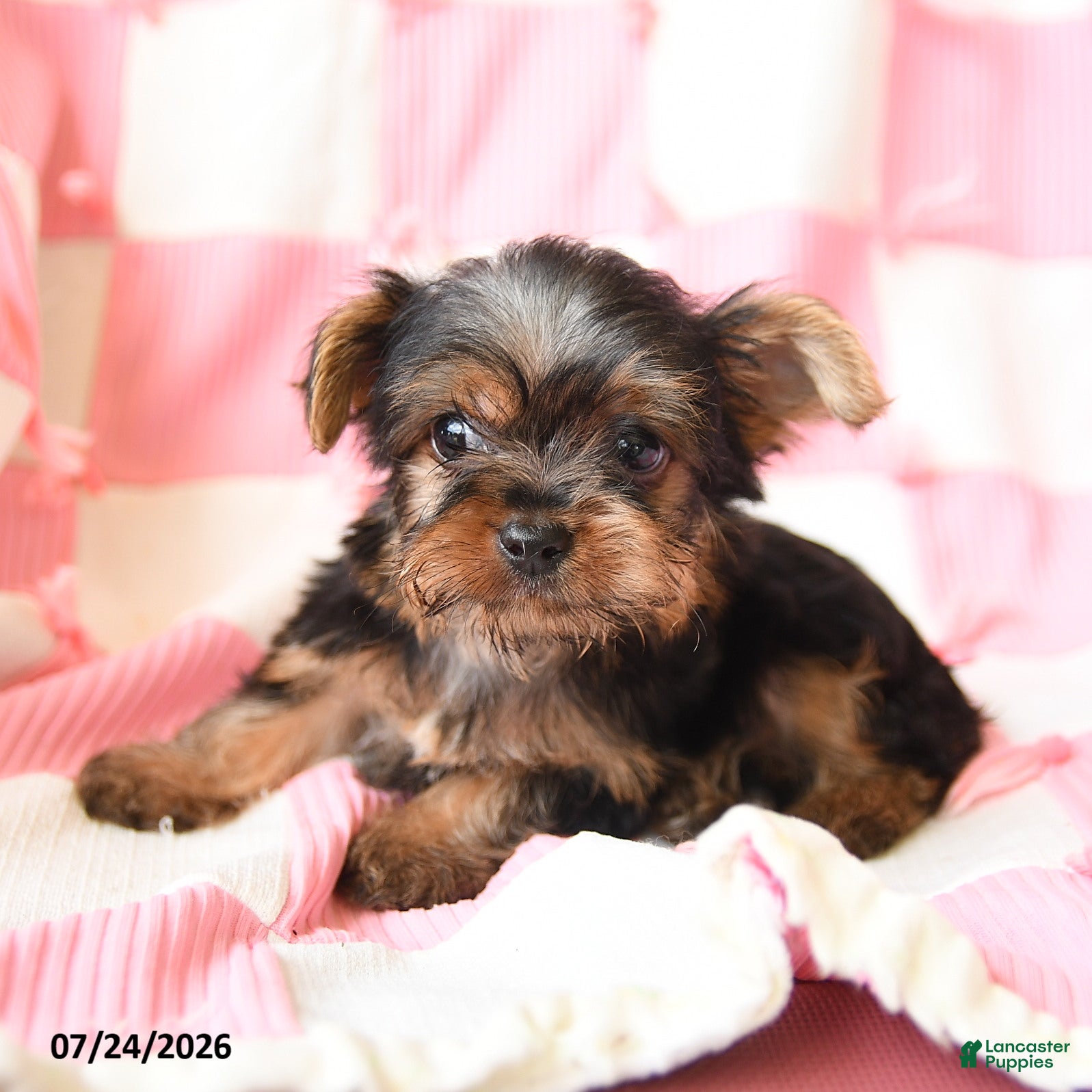 Yorkshire Terrier dogs Hector - Ad 2