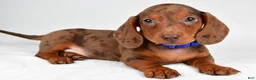 Miniature Dachshund dogs for sale: Asher - Ad 4
