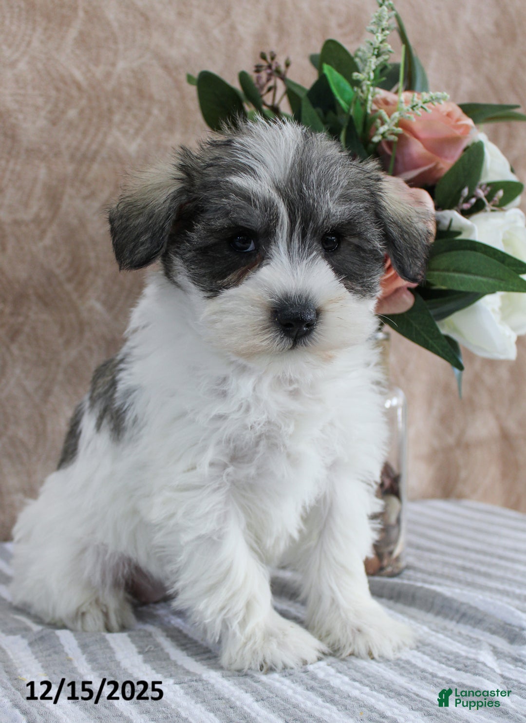 Miniature Schnauzer dogs for sale: Pepper - Ad 5