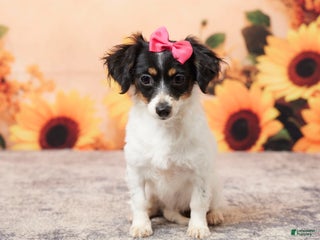 Mixed Breed dogs - Ad 40