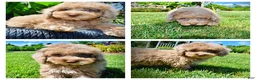 Havapoo dogs for sale: Gorgeous - Ad 1