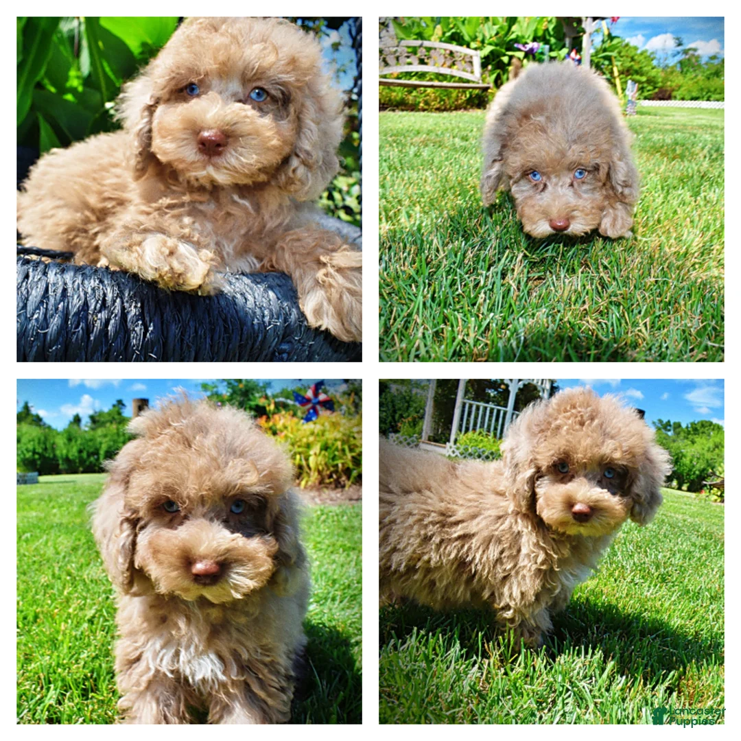 Havapoo dogs for sale: Gorgeous - Ad 1