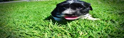 Havapoo dogs for sale: Havapoo Puppy 3 - Ad 9