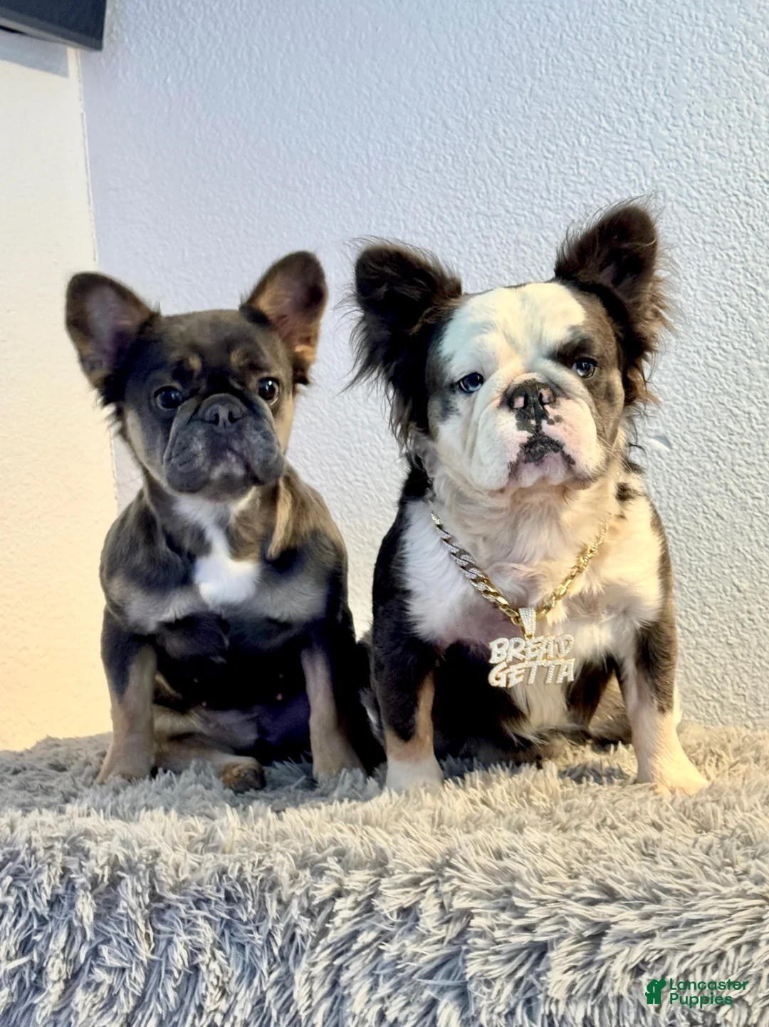 French Bulldog dogs for sale: French Bulldog Puppy 2 - Ad 7