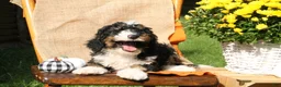 Mini Bernedoodle dogs for sale: Harvest - Ad 3