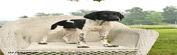 German Shorthaired Pointer dogs for sale: Gus - Ad 4
