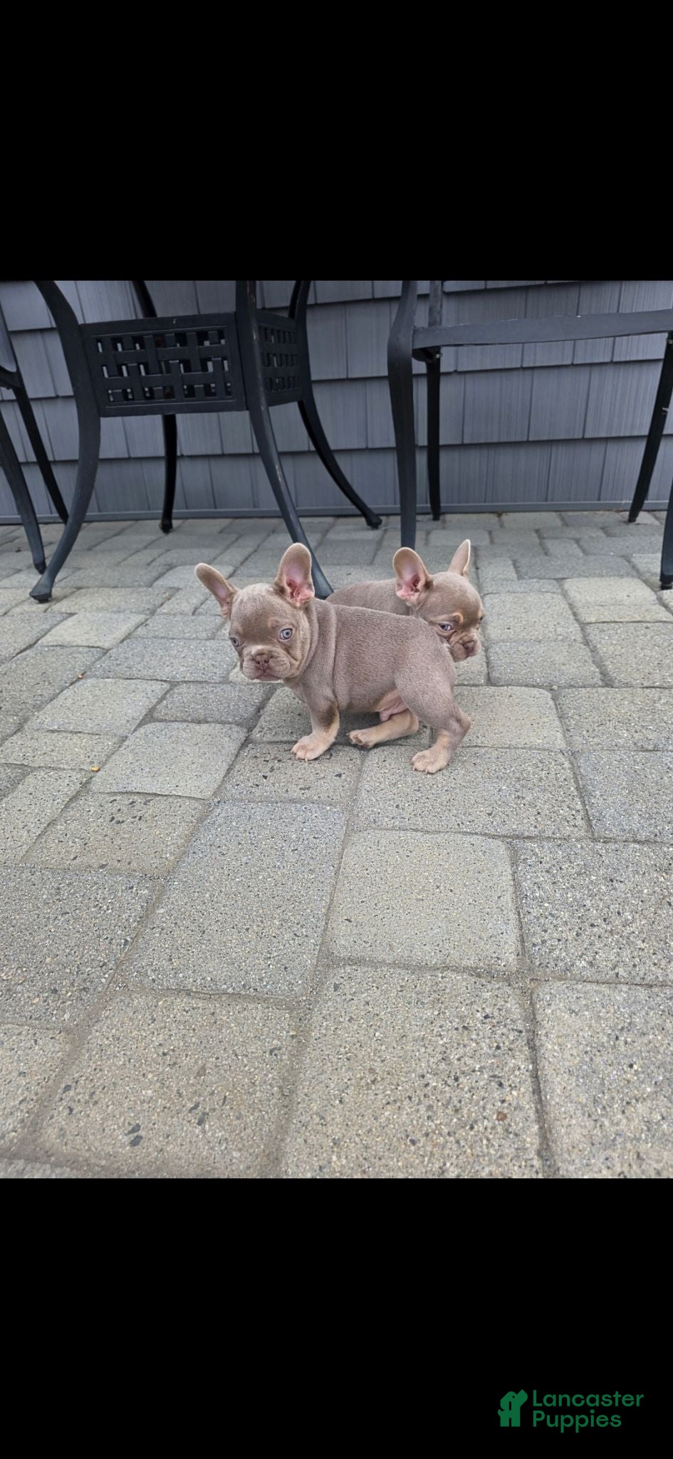 French Bulldog dogs Bernard - Ad 1